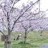 桜の下で