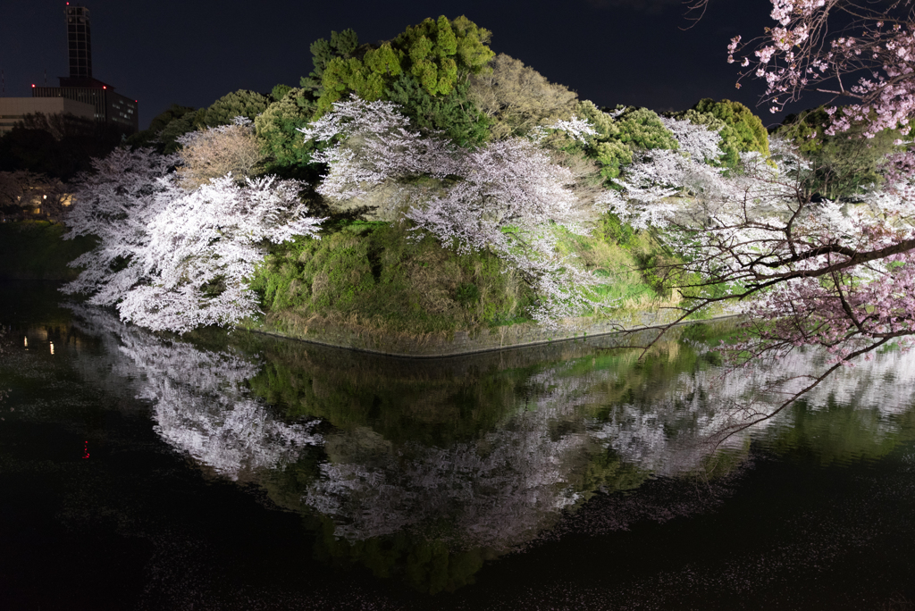 桜　満開