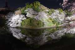 桜　満開