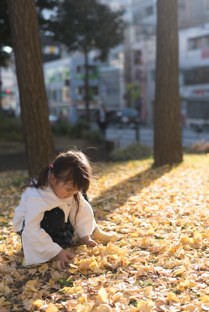 落ち葉を拾って