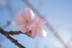 河津桜