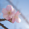 河津桜