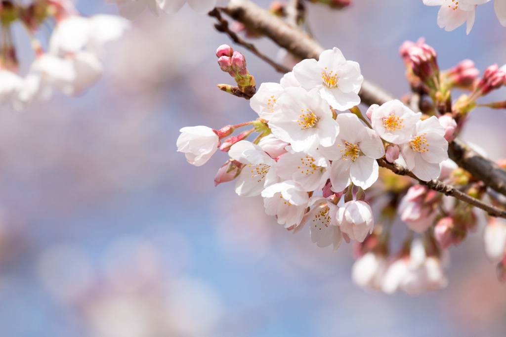 SAKURA