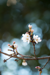 SAKURA