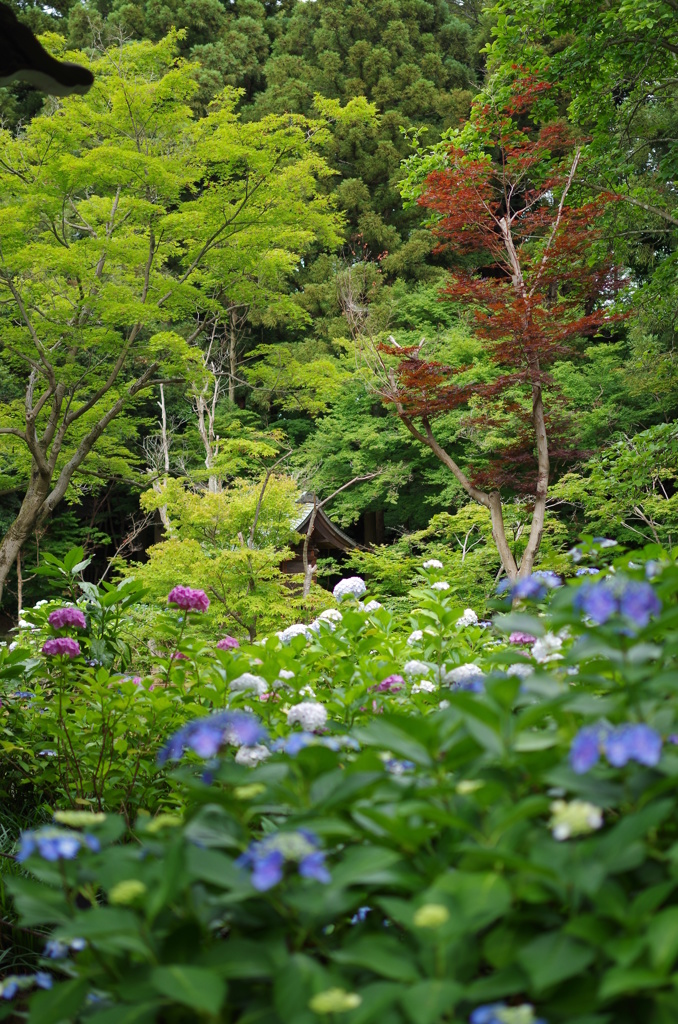 あじさい寺にて５