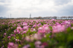 spring 2023 花畑