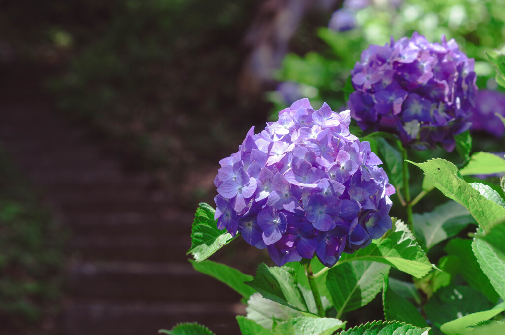 紫陽花