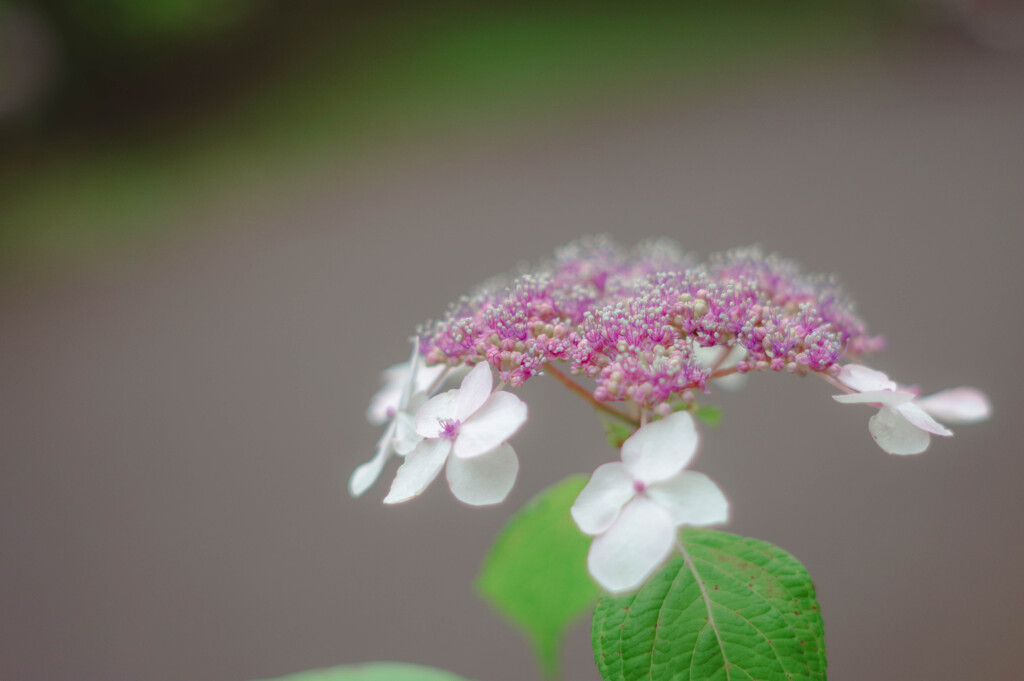 山紫陽花