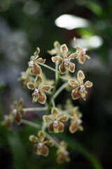 小石川植物園