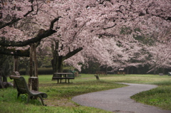 雨に濡れる桜とベンチ