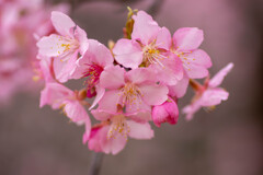 河津桜