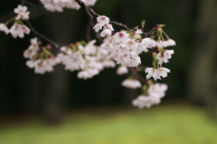 春の雨に濡れて