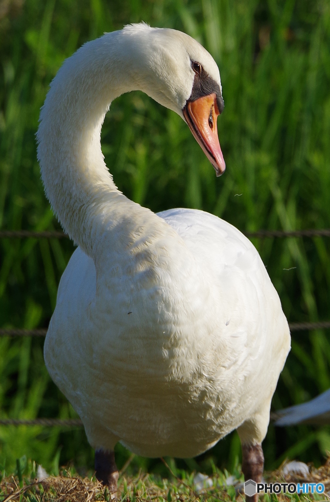 コブハクチョウ