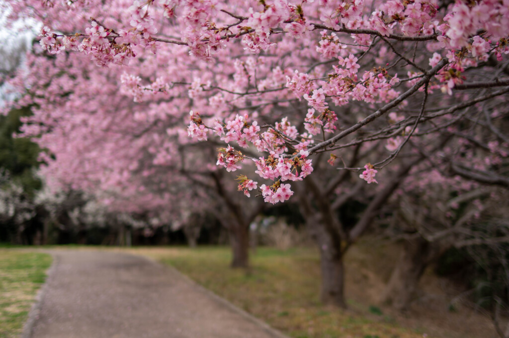 河津桜
