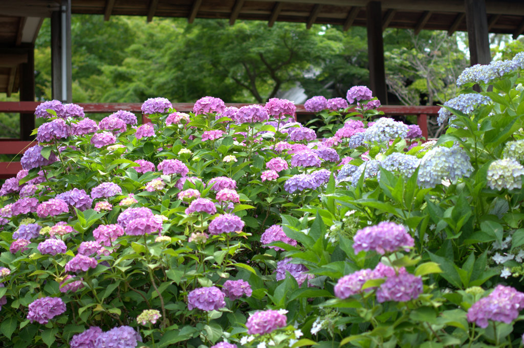 あじさい寺にて９