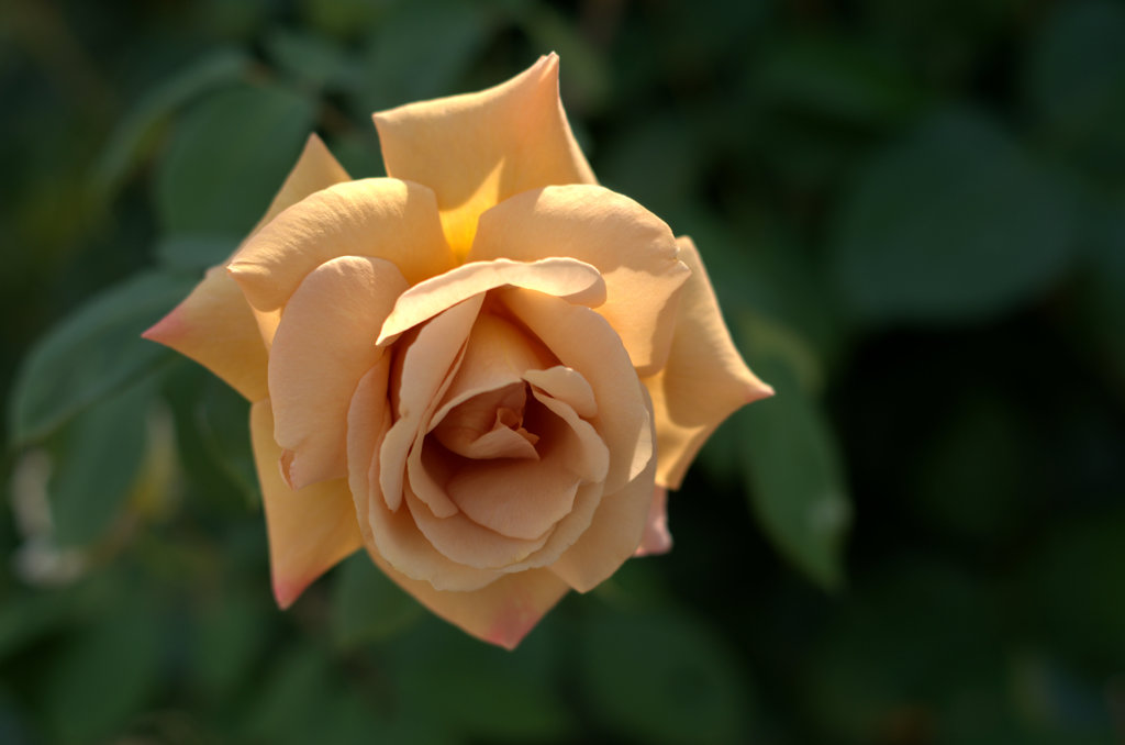 バタースコッチ