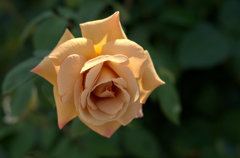 バタースコッチ