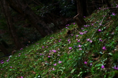 秘密の花園