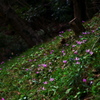 秘密の花園