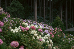 服部農園（茂原）の紫陽花