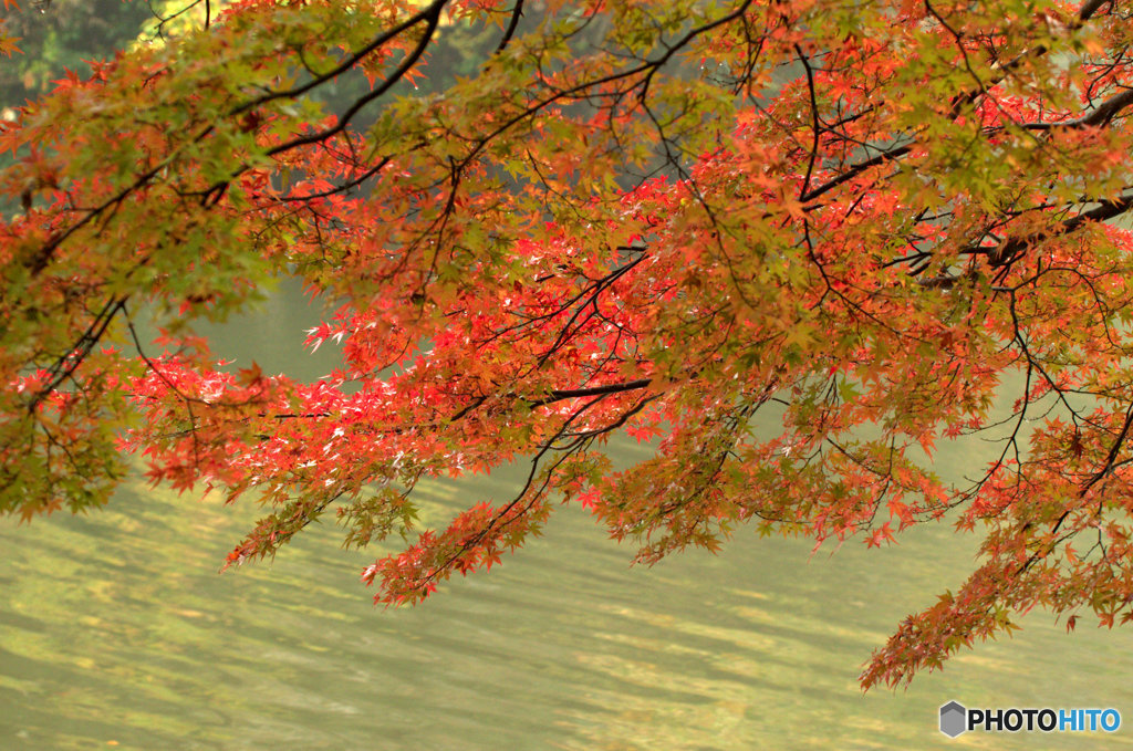紅葉2016#6