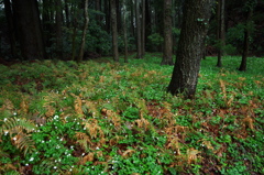 ニリンソウの咲く林床
