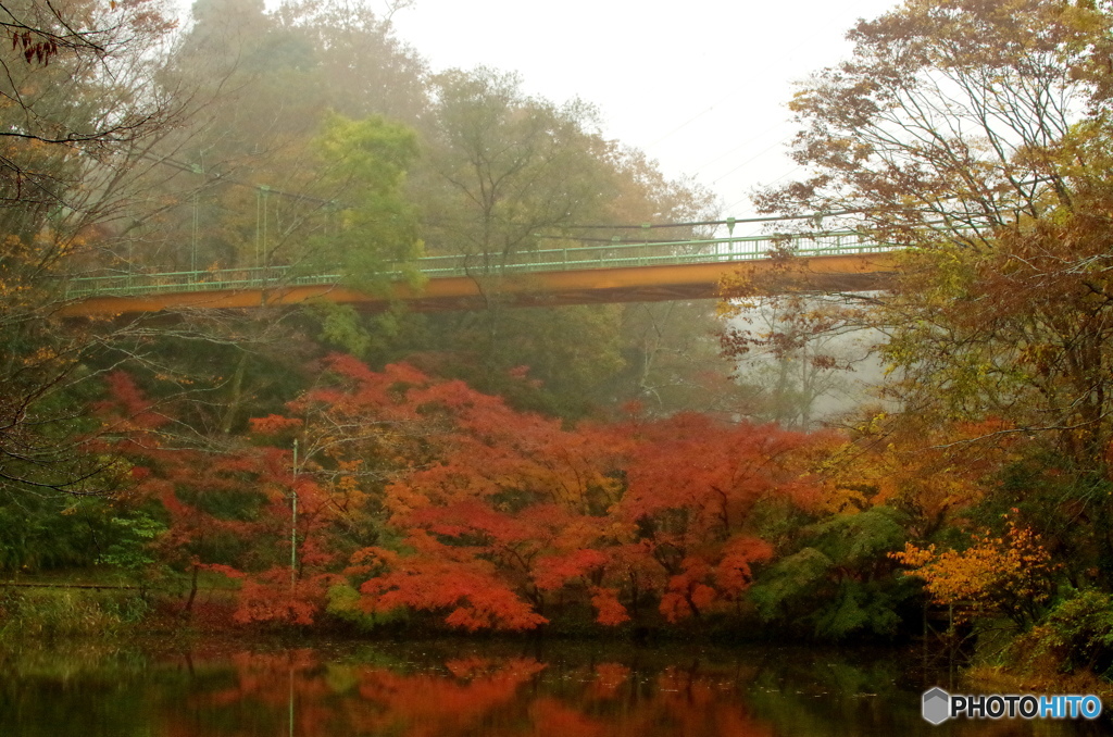 紅葉2016#14