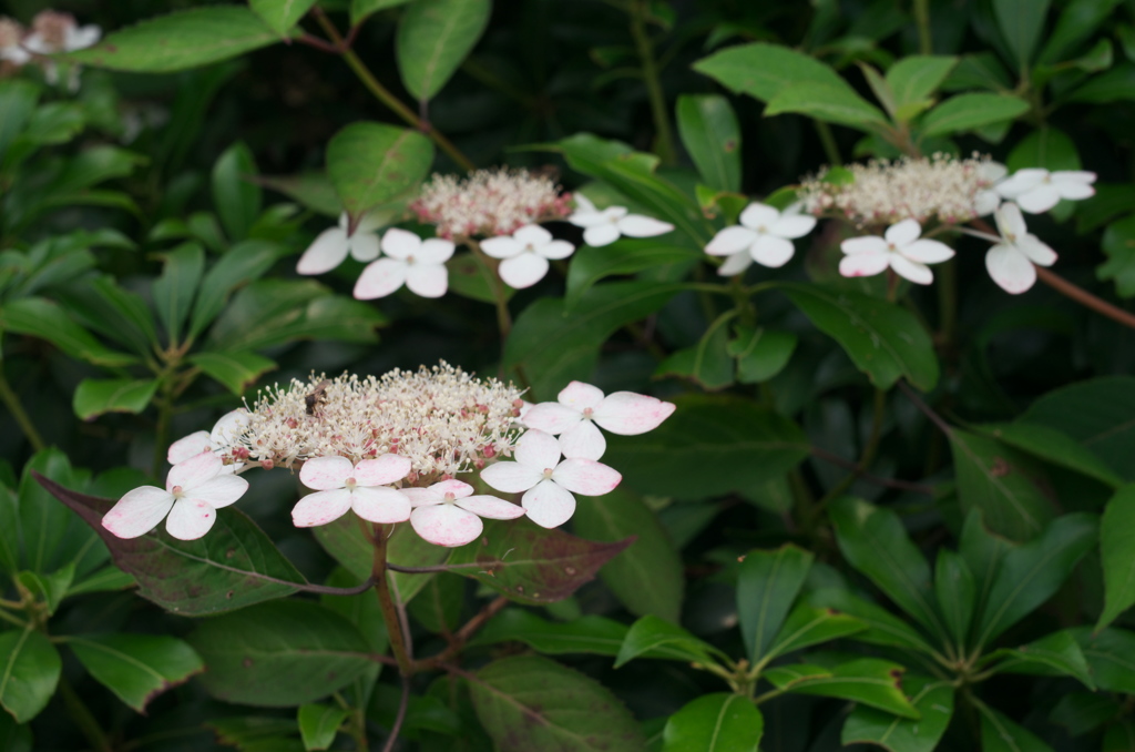 山紫陽花　～丹沢に咲く花～