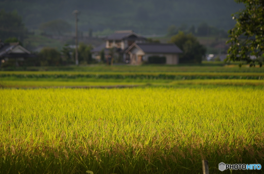 田園ー実りの季節を待ちながら