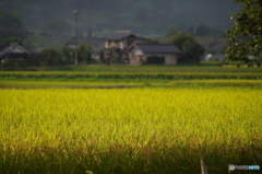 田園ー実りの季節を待ちながら