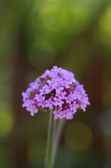 FLOWER TORCH