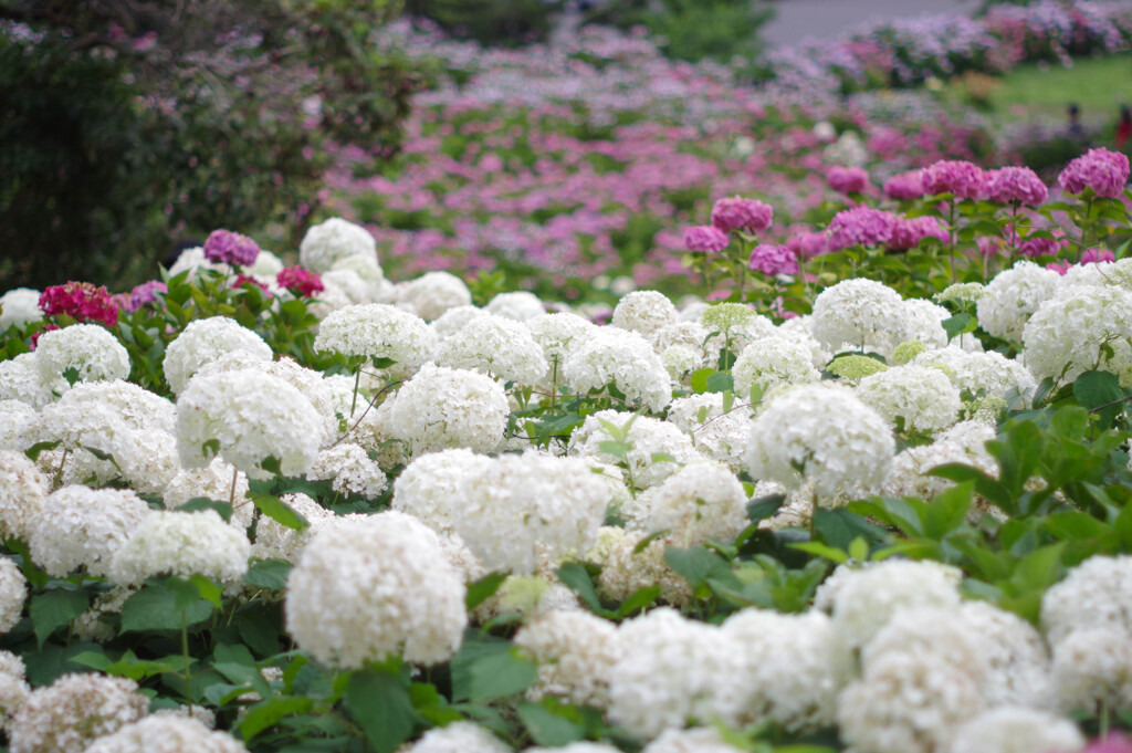 服部農園（茂原）の紫陽花
