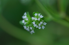 道端の花２