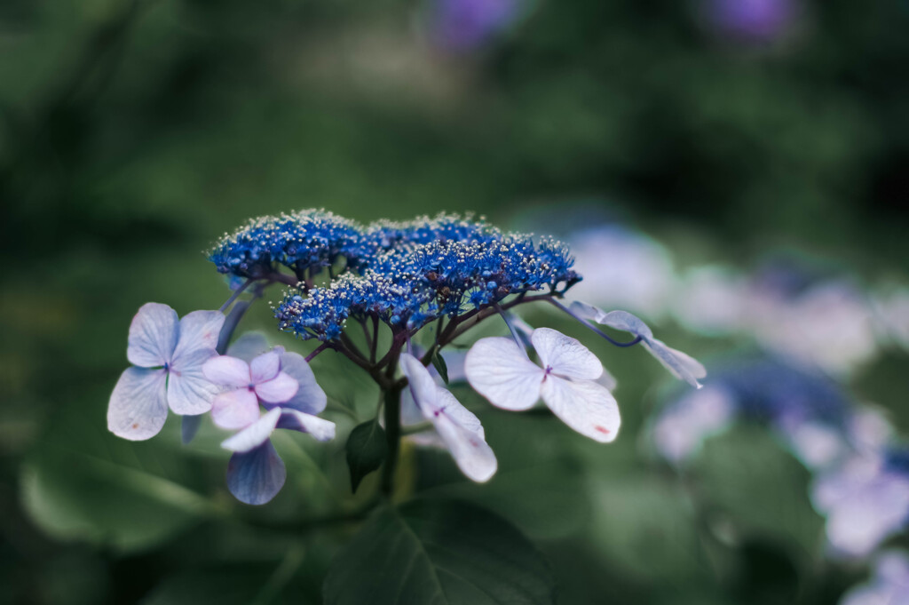 服部農園（茂原）の紫陽花