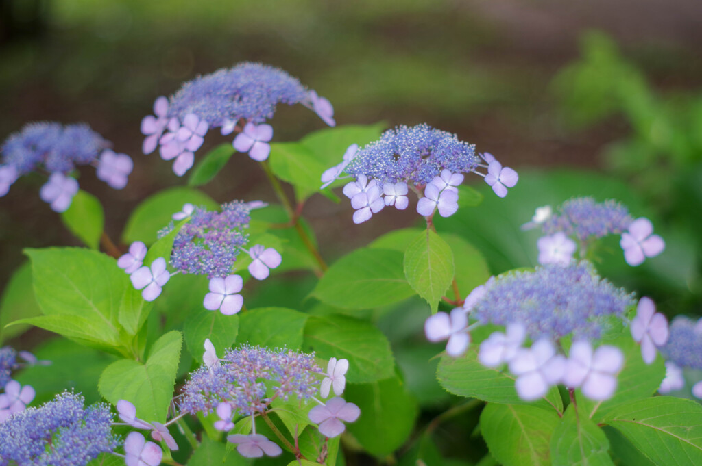 山紫陽花