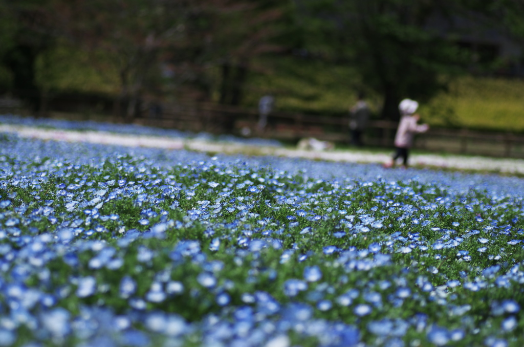 野原