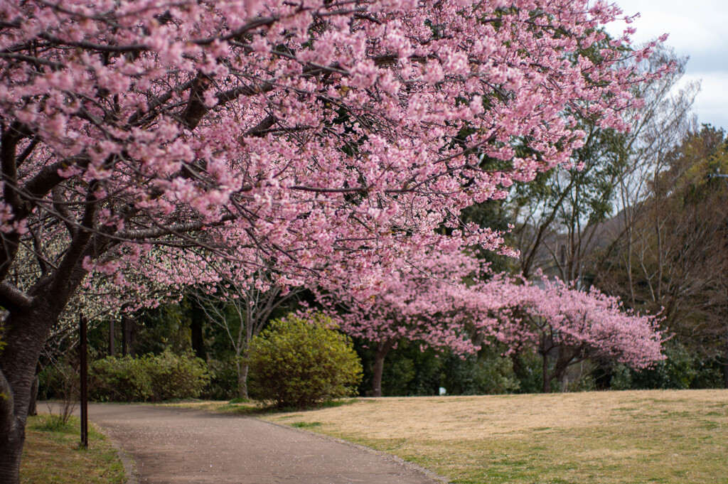 河津桜