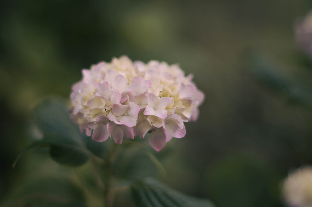 紫陽花