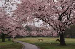 blooming in the rain