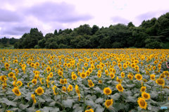 Fields of Yellow2