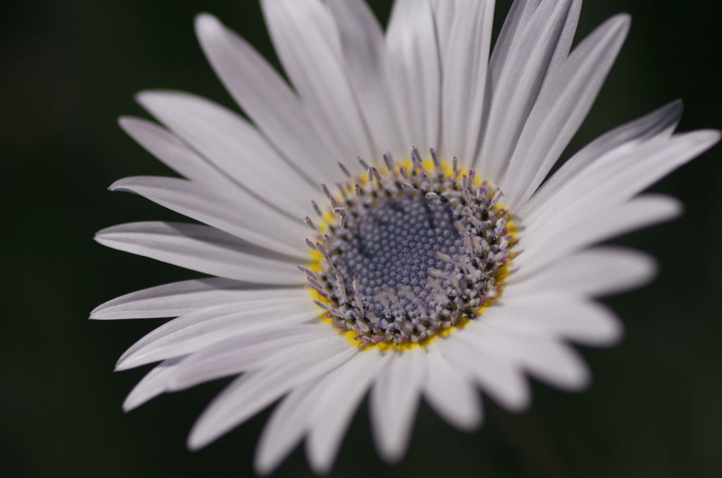 silky white