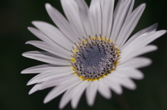 silky white