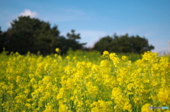 菜の花畑