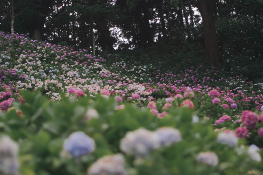 服部農園（茂原）の紫陽花