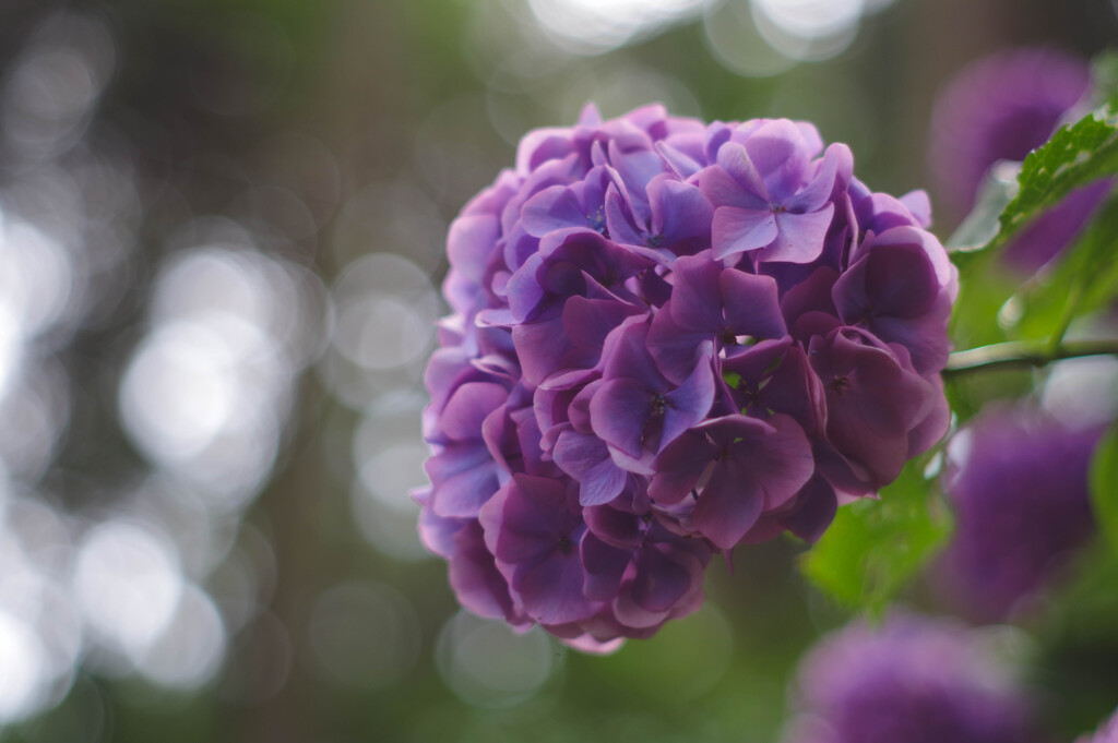 服部農園（茂原）の紫陽花