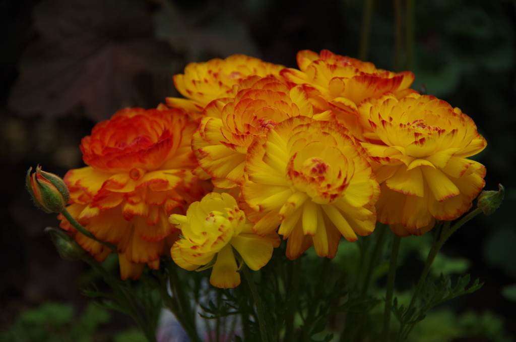 ラナンキュラス