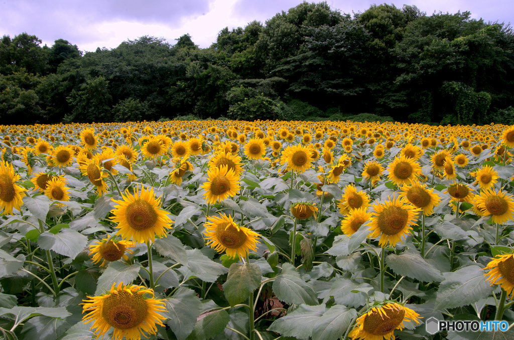 Fields of Yellow1