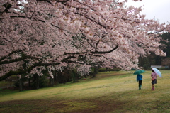 桜の下で