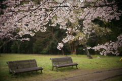 ベンチと桜