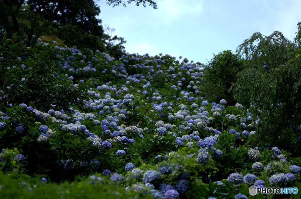 天空の紫陽花